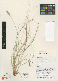 Carex curatorum image