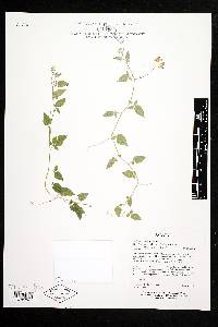 Solanum catilliflorum image