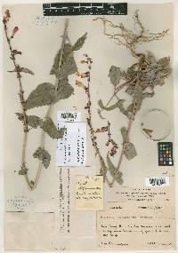 Penstemon stephensii image