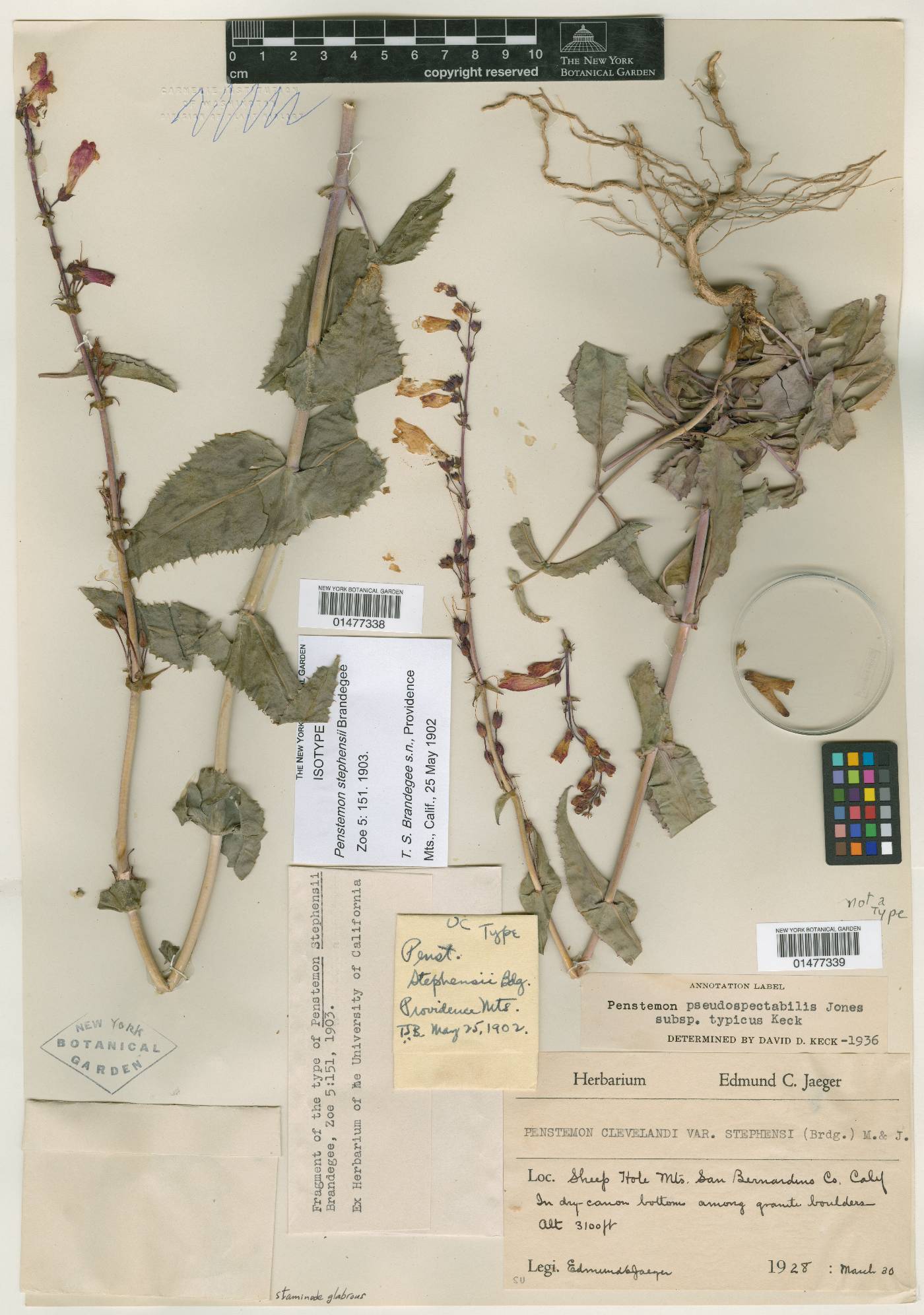 Penstemon stephensii image