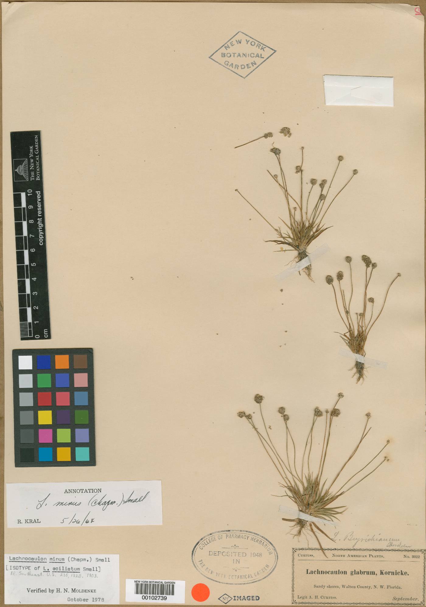 Lachnocaulon eciliatum image