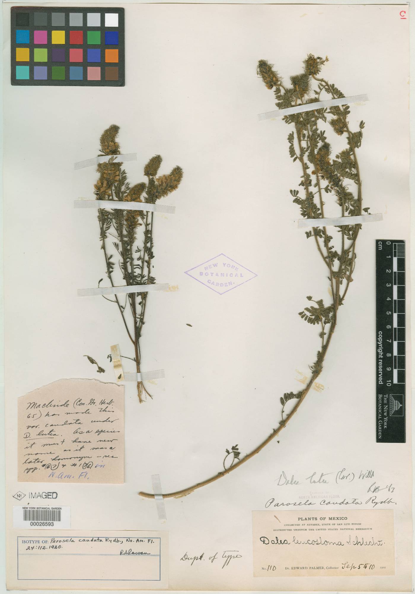 Parosela caudata image