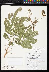 Hesperalbizia occidentalis image