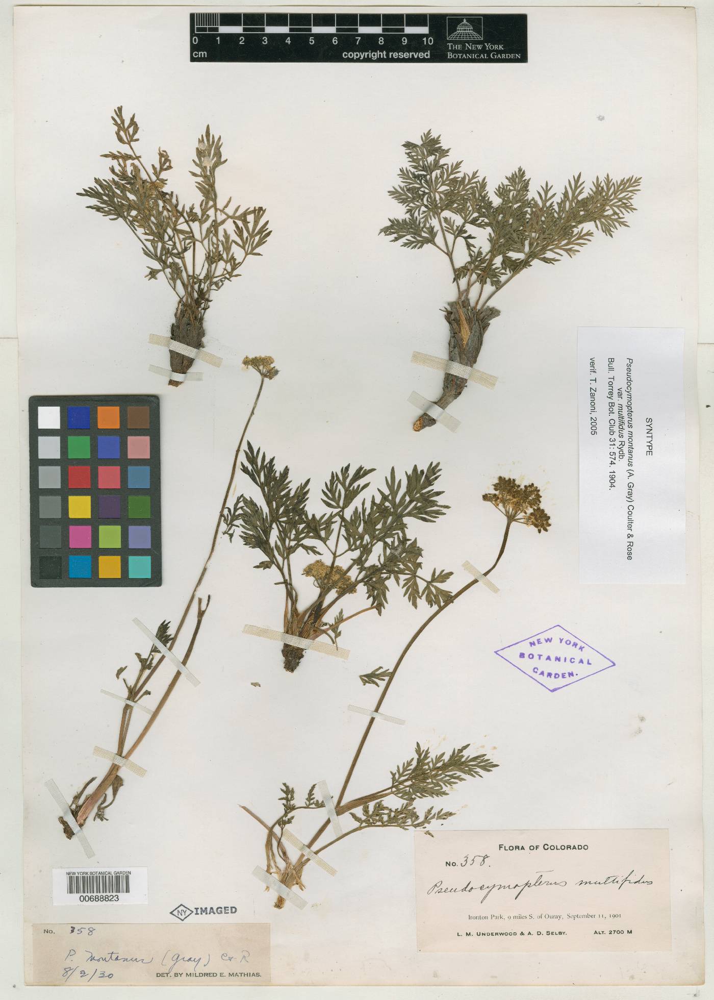 Pseudocymopterus montanus var. multifidus image