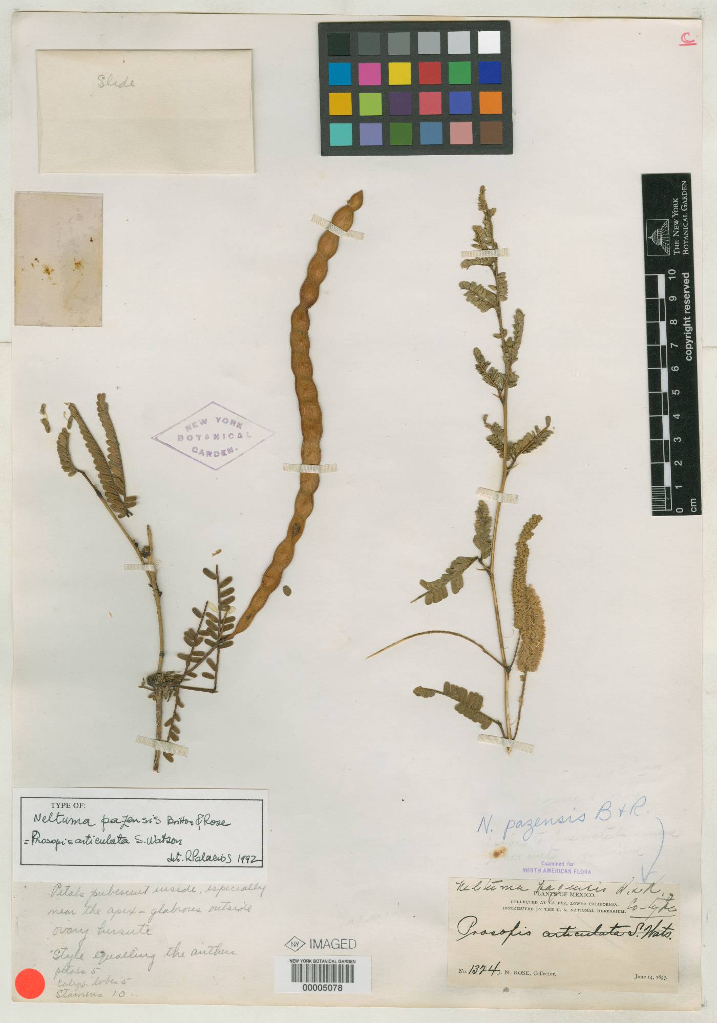 Neltuma pazensis image