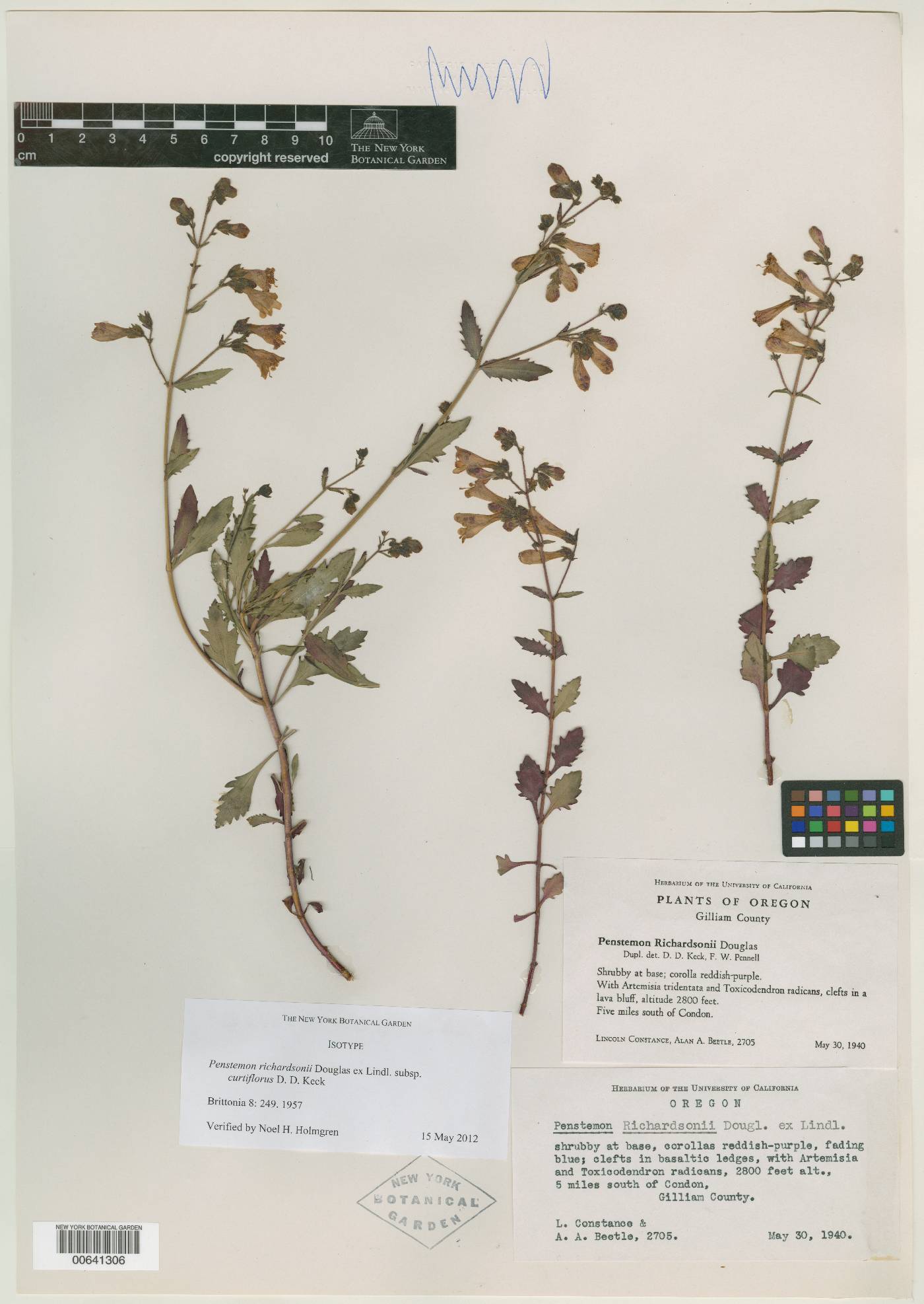 Penstemon richardsonii subsp. curtiflorus image