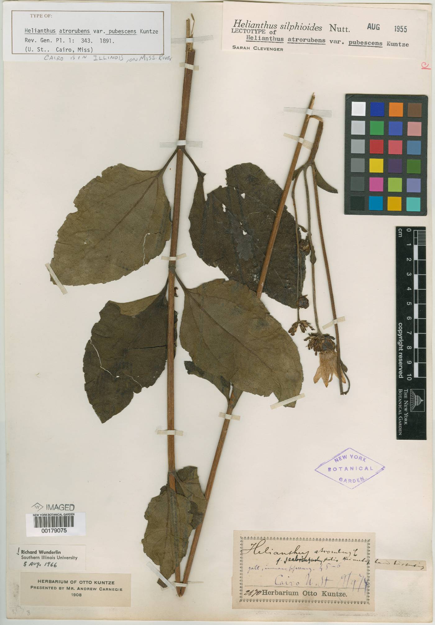 Helianthus atrorubens var. pubescens image