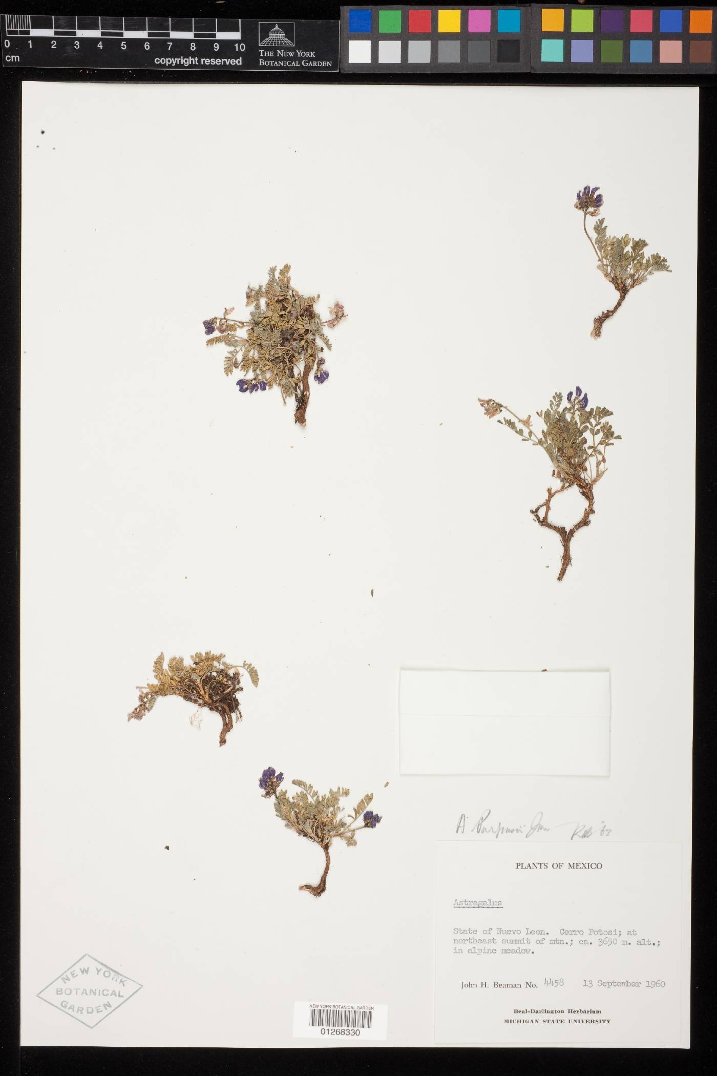 Astragalus purpusii image