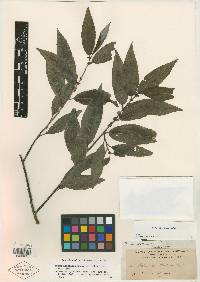 Salix acutidens image