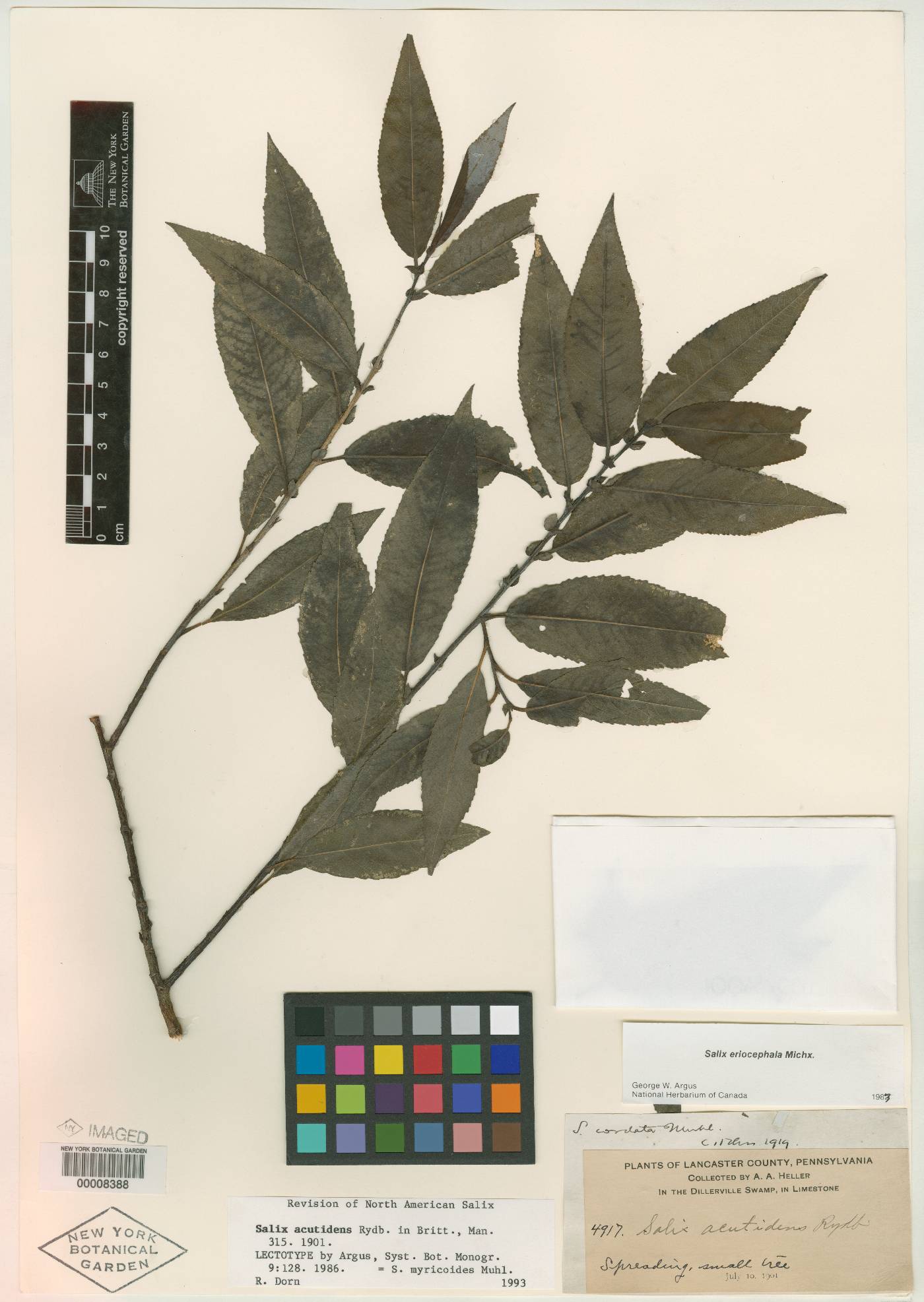 Salix acutidens image