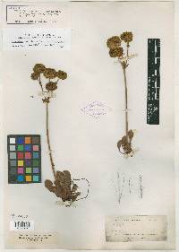 Eriogonum torreyanum image