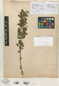 Solanum californicum image