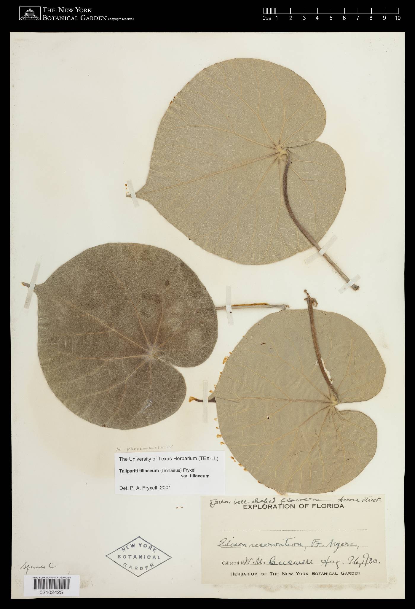 Hibiscus pernambucensis image