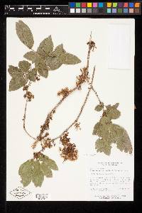 Zygia recordii image