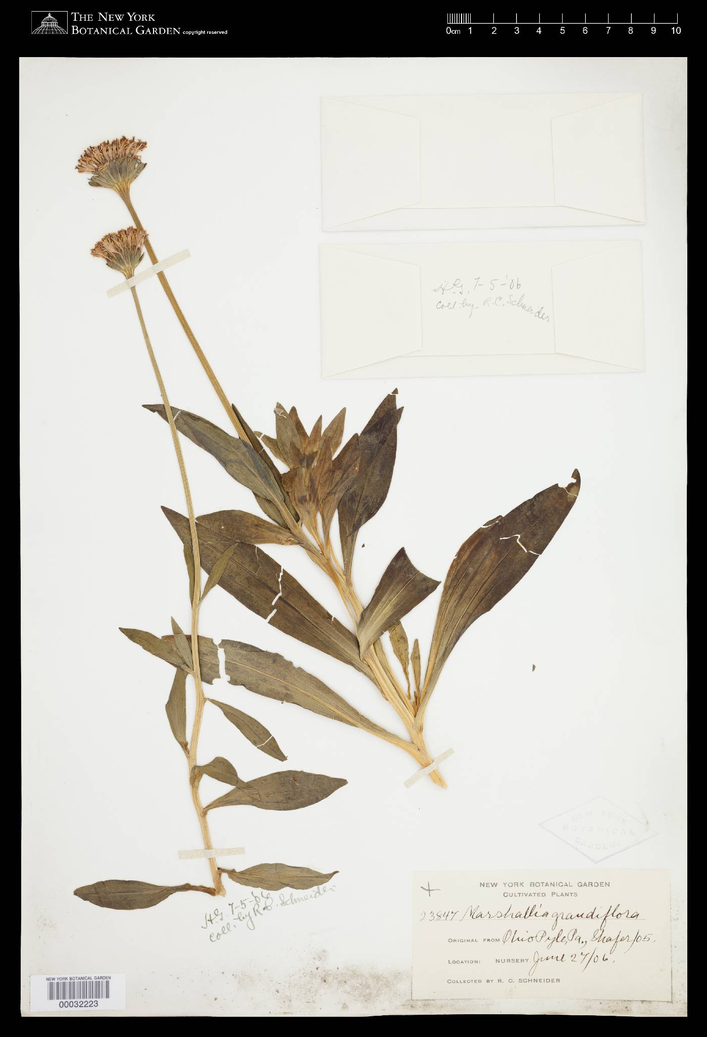 Marshallia grandiflora image