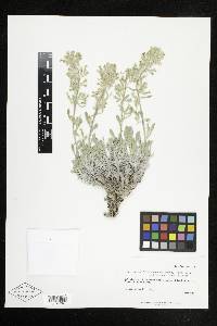 Cryptantha fulvocanescens image