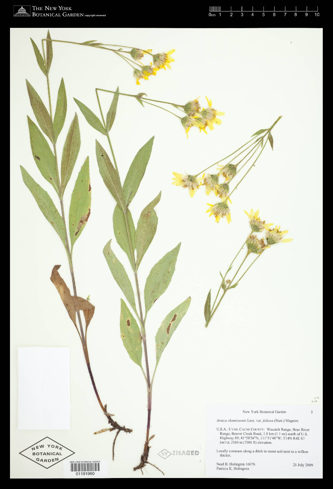 Arnica chamissonis var. andina image
