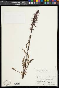 Pedicularis groenlandica image