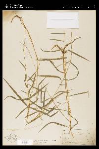 Muhlenbergia sobolifera image