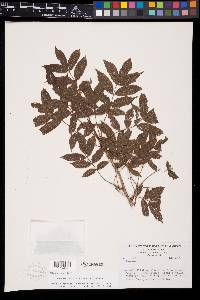 Bursera occulta image