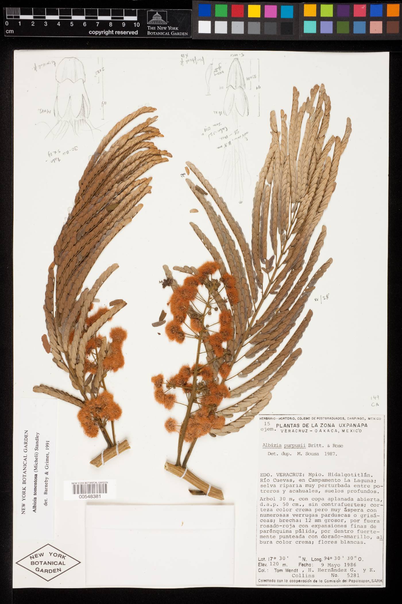 Albizia tomentosa image