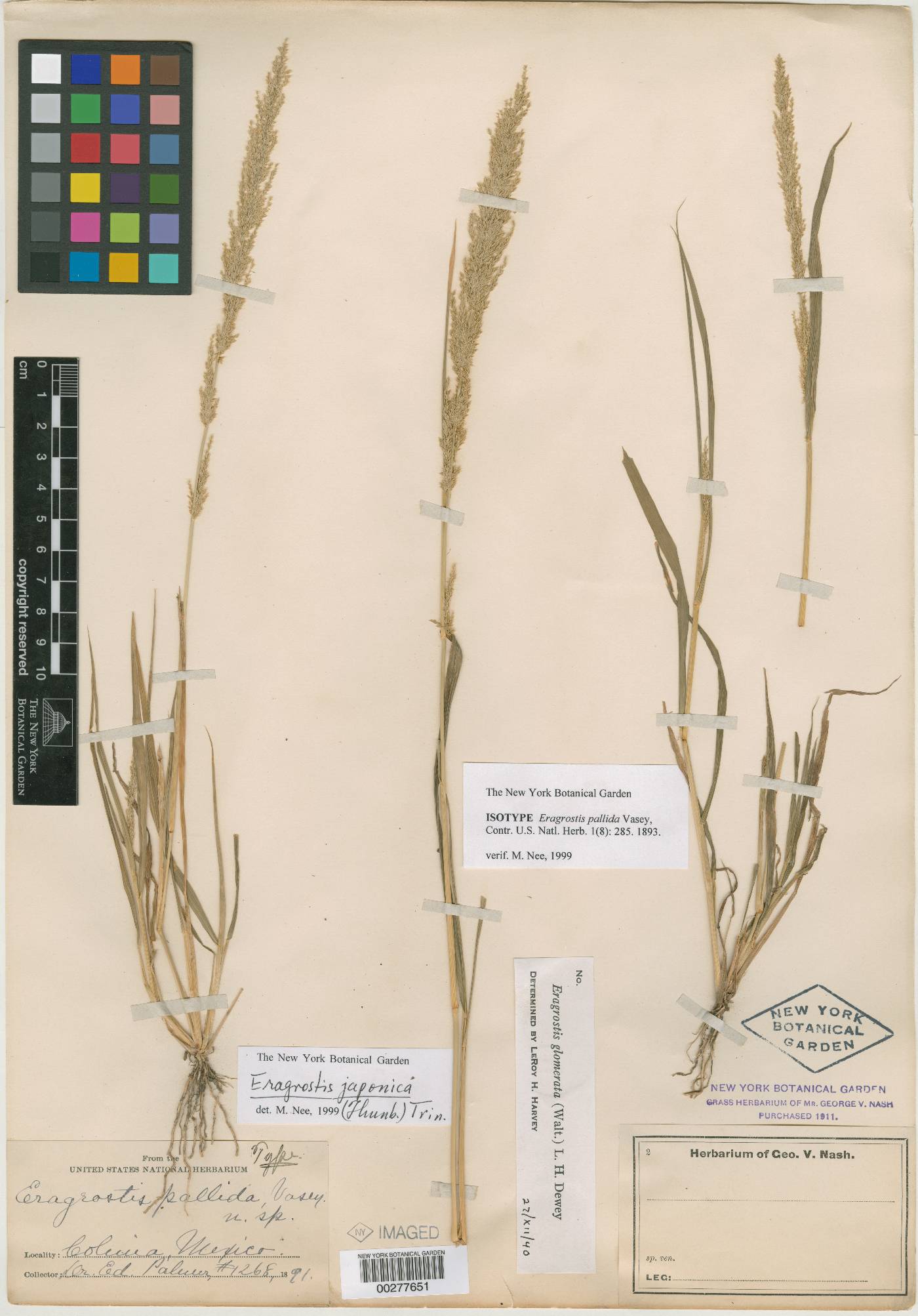 Eragrostis japonica image