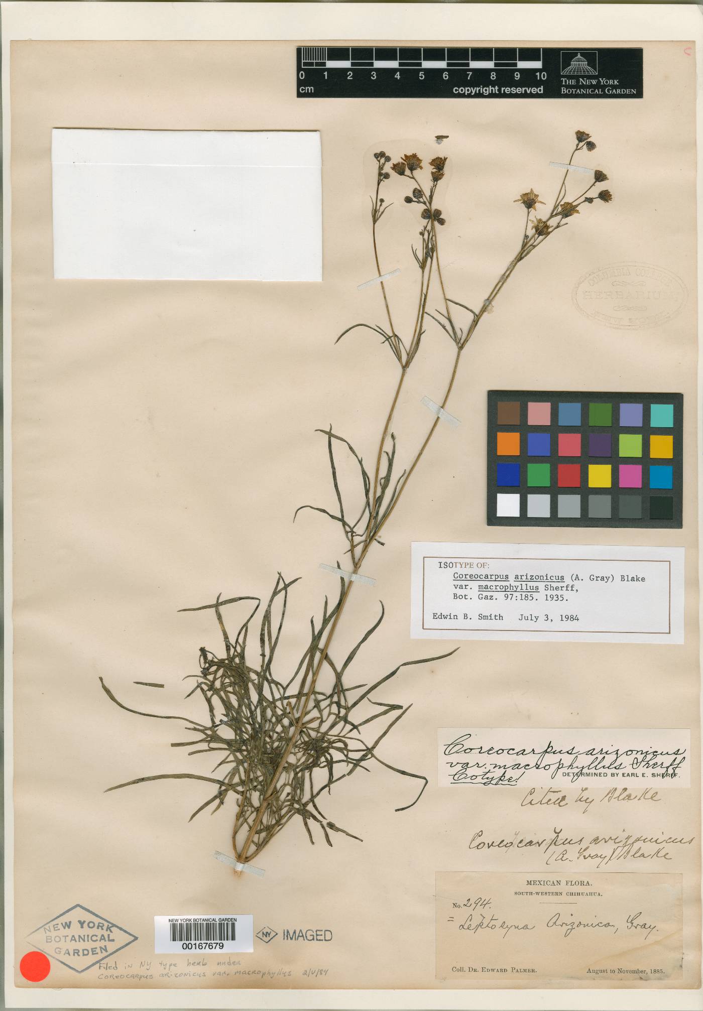 Coreocarpus arizonicus var. macrophyllus image