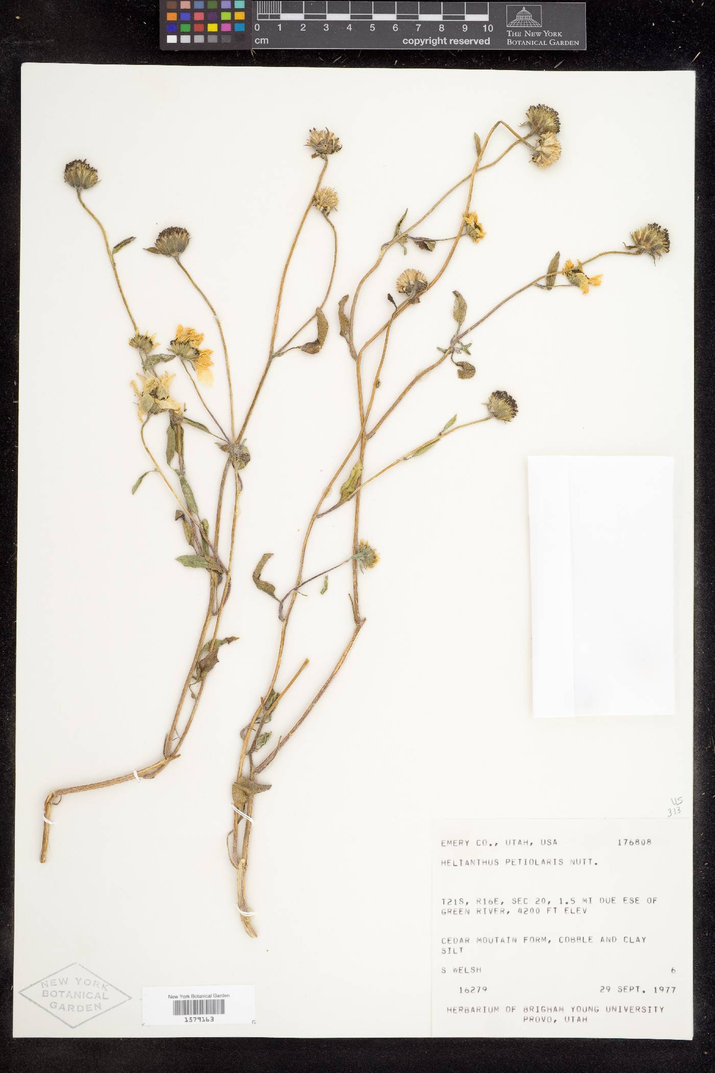 Helianthus petiolaris subsp. fallax image