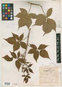 Rubus arundelanus image