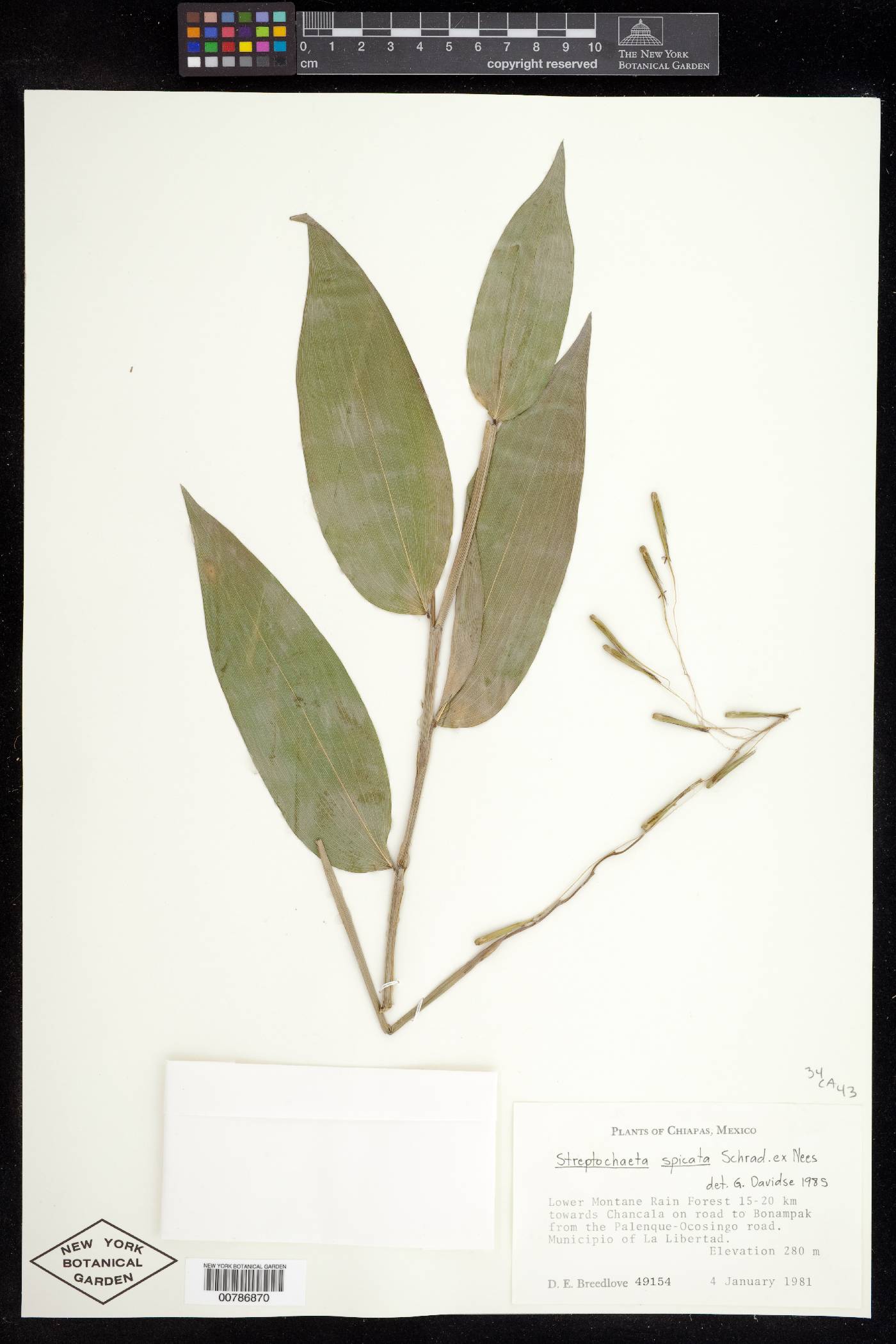 Streptochaeta spicata image