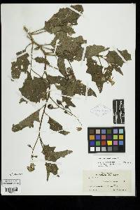 Image Associated With the Occurence