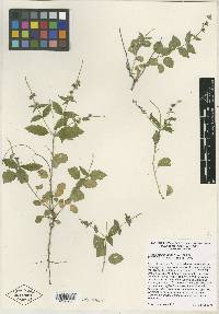 Croton martinianus image