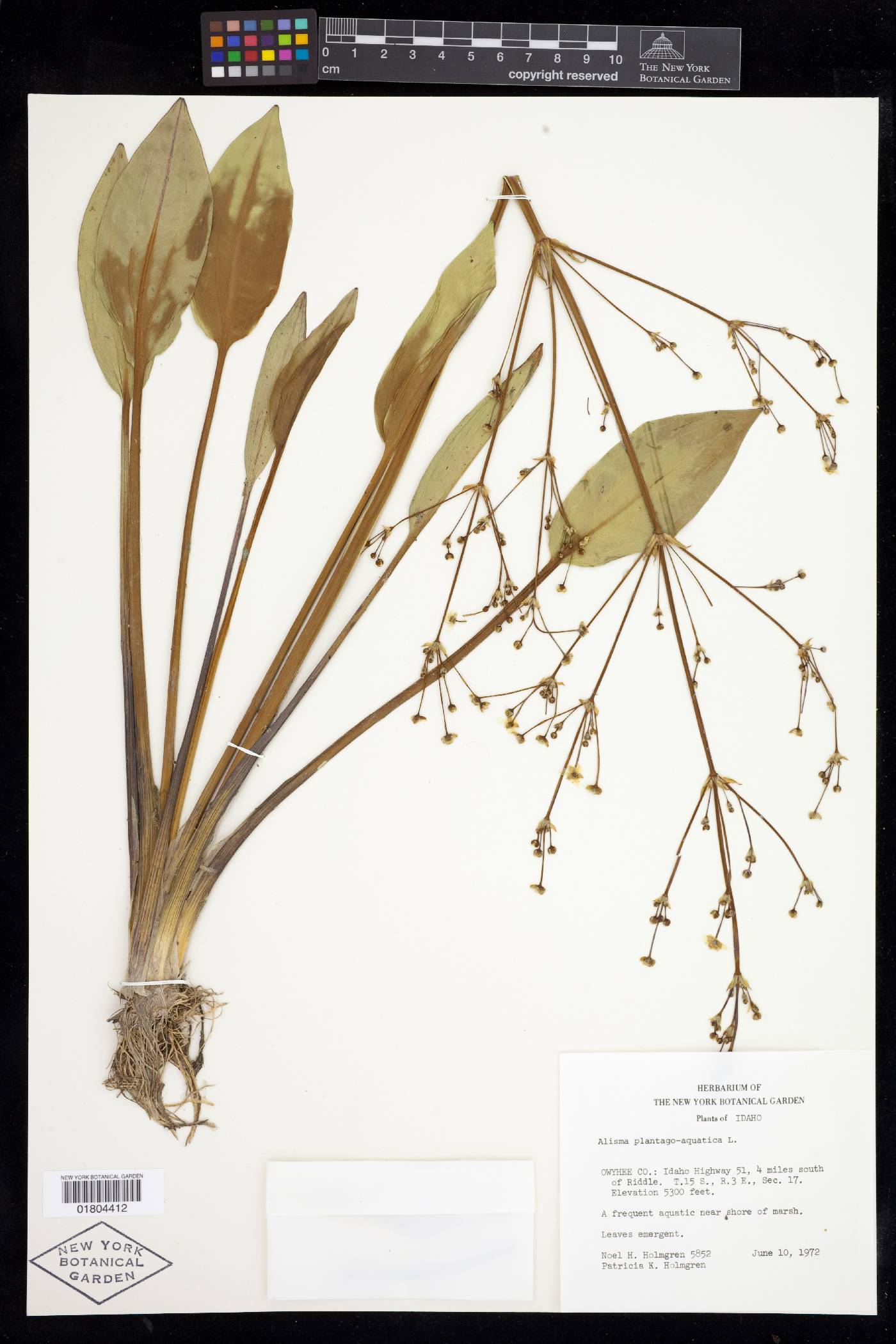 Alisma plantago-aquatica image