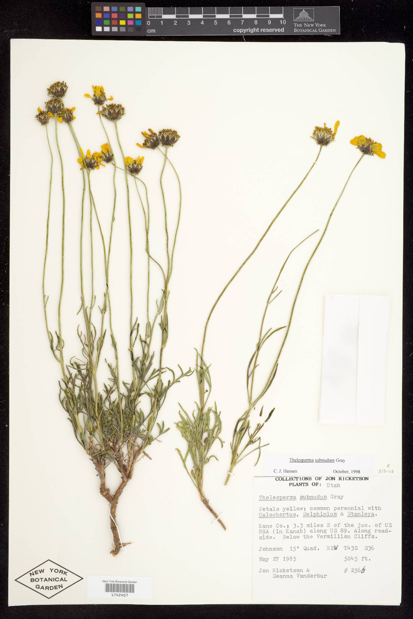 Thelesperma subnudum var. subnudum image