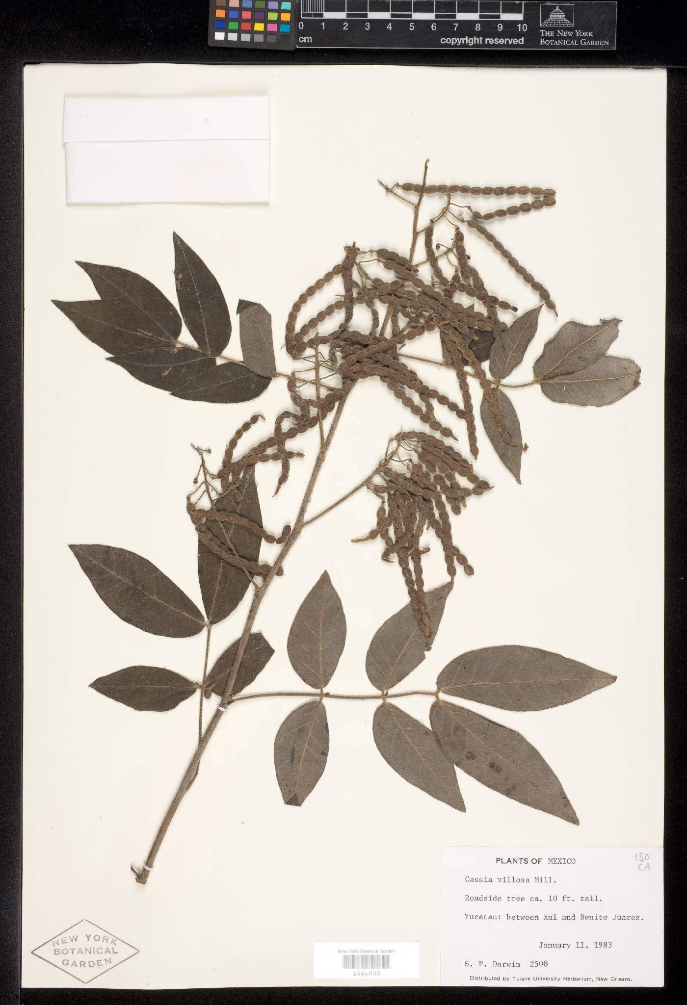 Senna villosa image