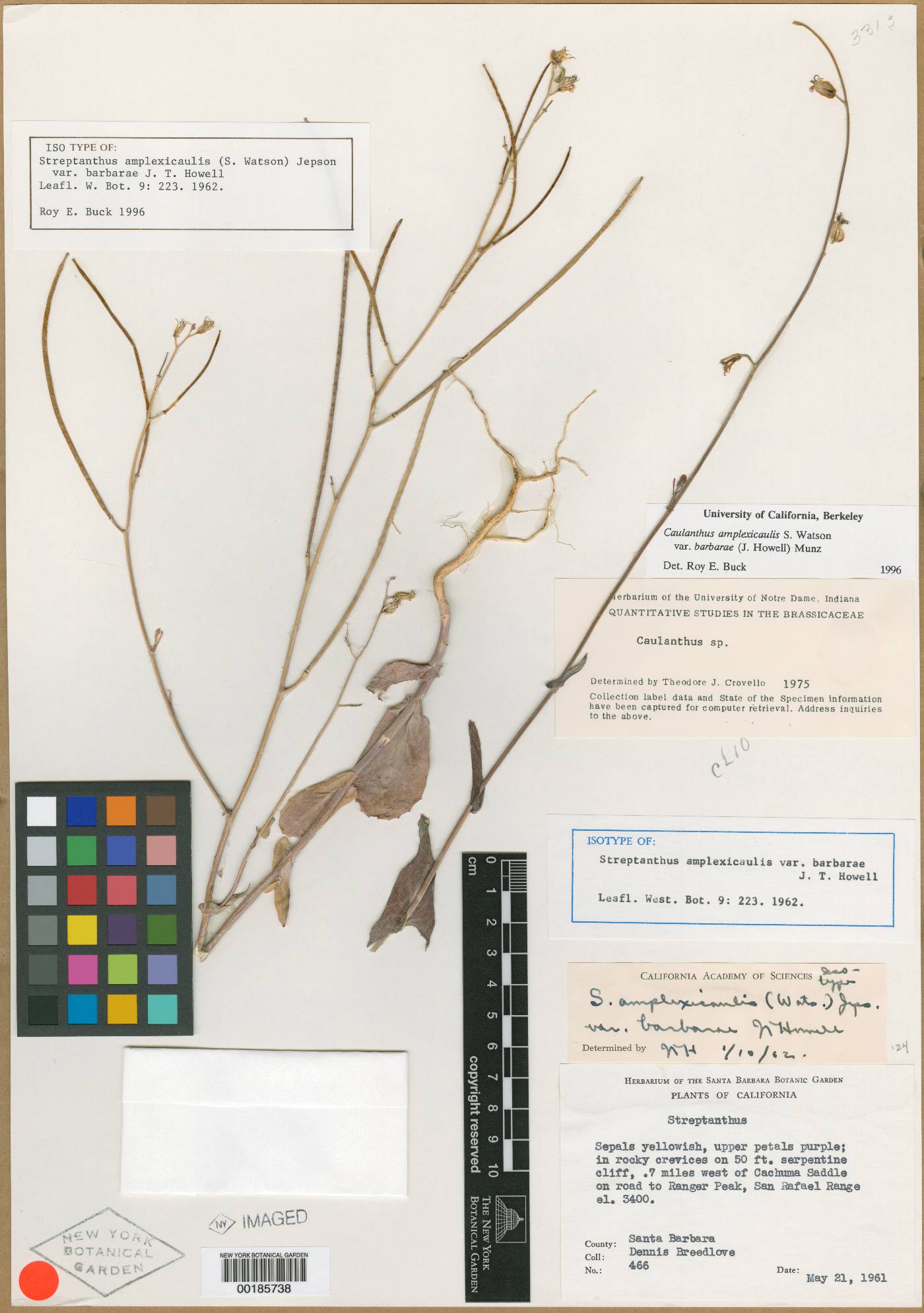 Streptanthus amplexicaulis image