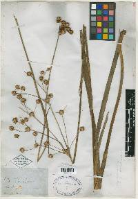 Juncus scirpoides image