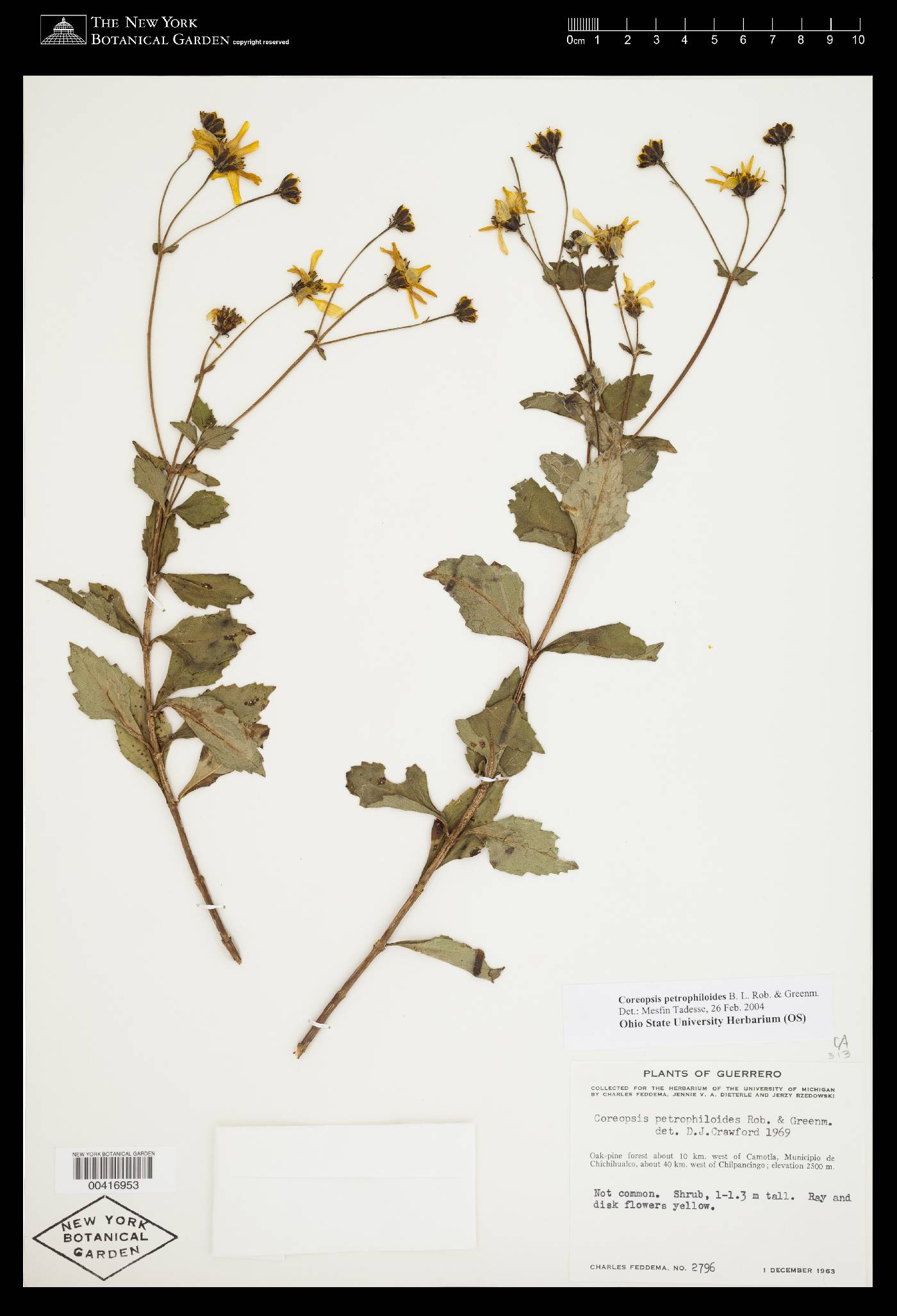 Coreopsis petrophiloides image