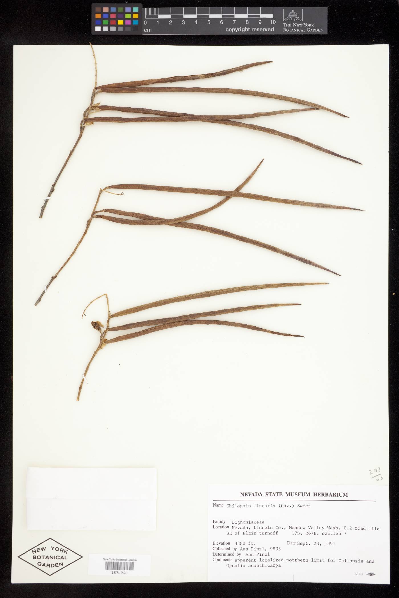 Chilopsis linearis subsp. linearis image