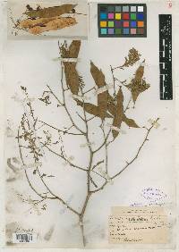 Image of Acacia ortegae
