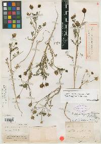 Media resource of Hesperastragalus milesianus