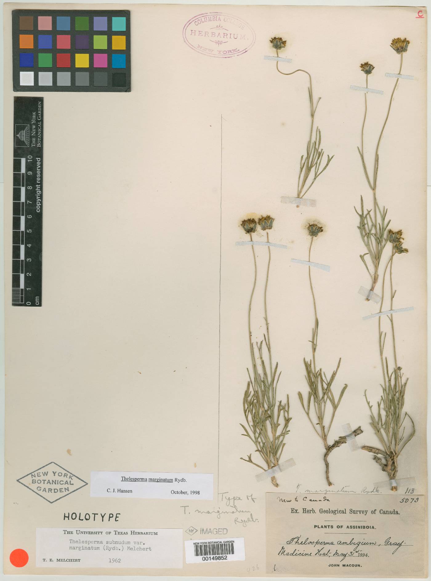 Thelesperma marginatum image