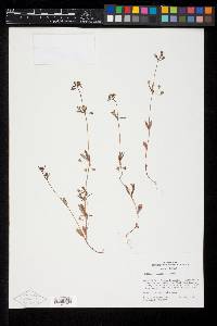 Collinsia parviflora image