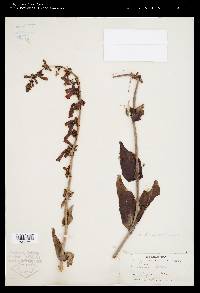 Penstemon eatonii subsp. undosus image