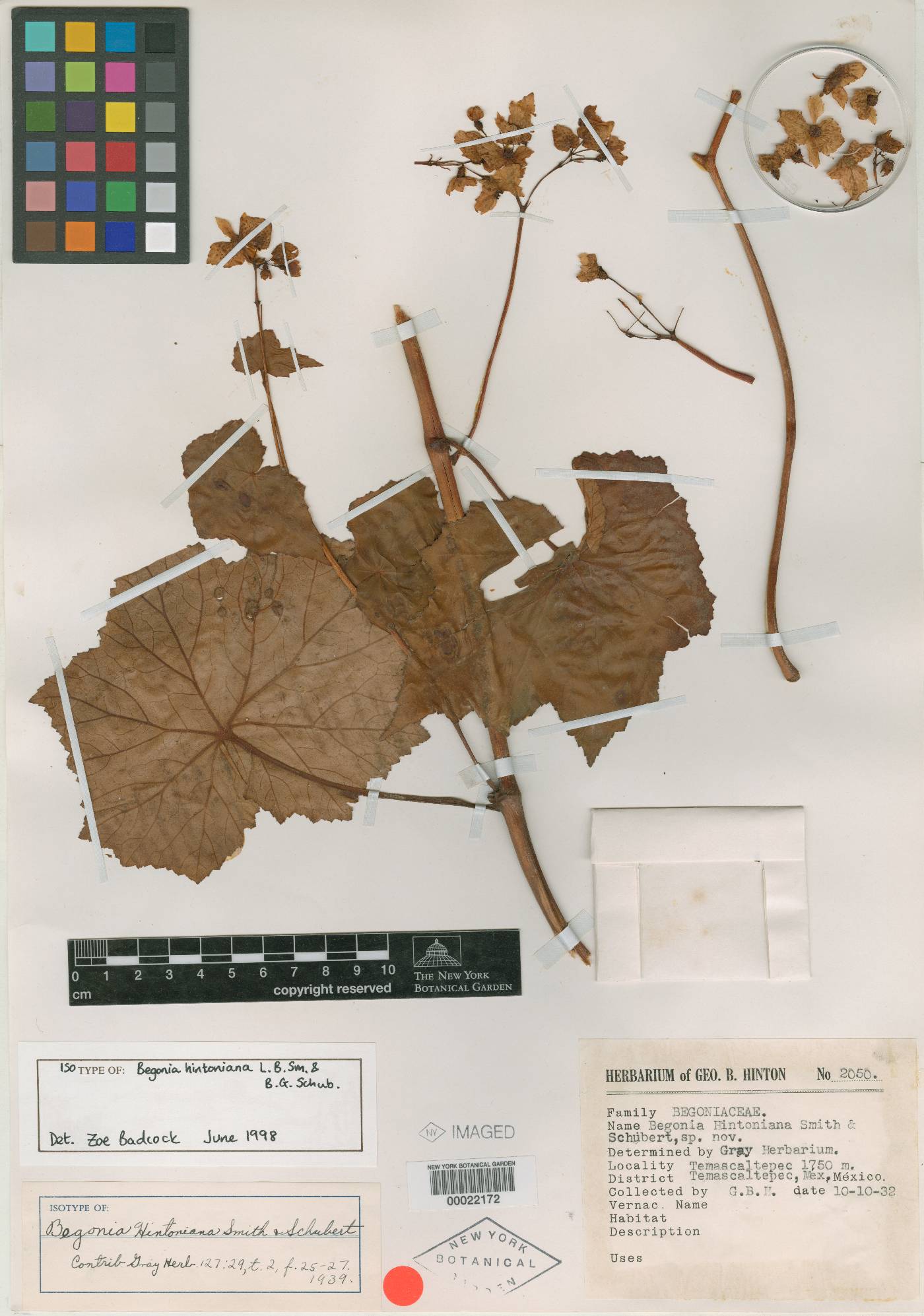 Begonia hintoniana image