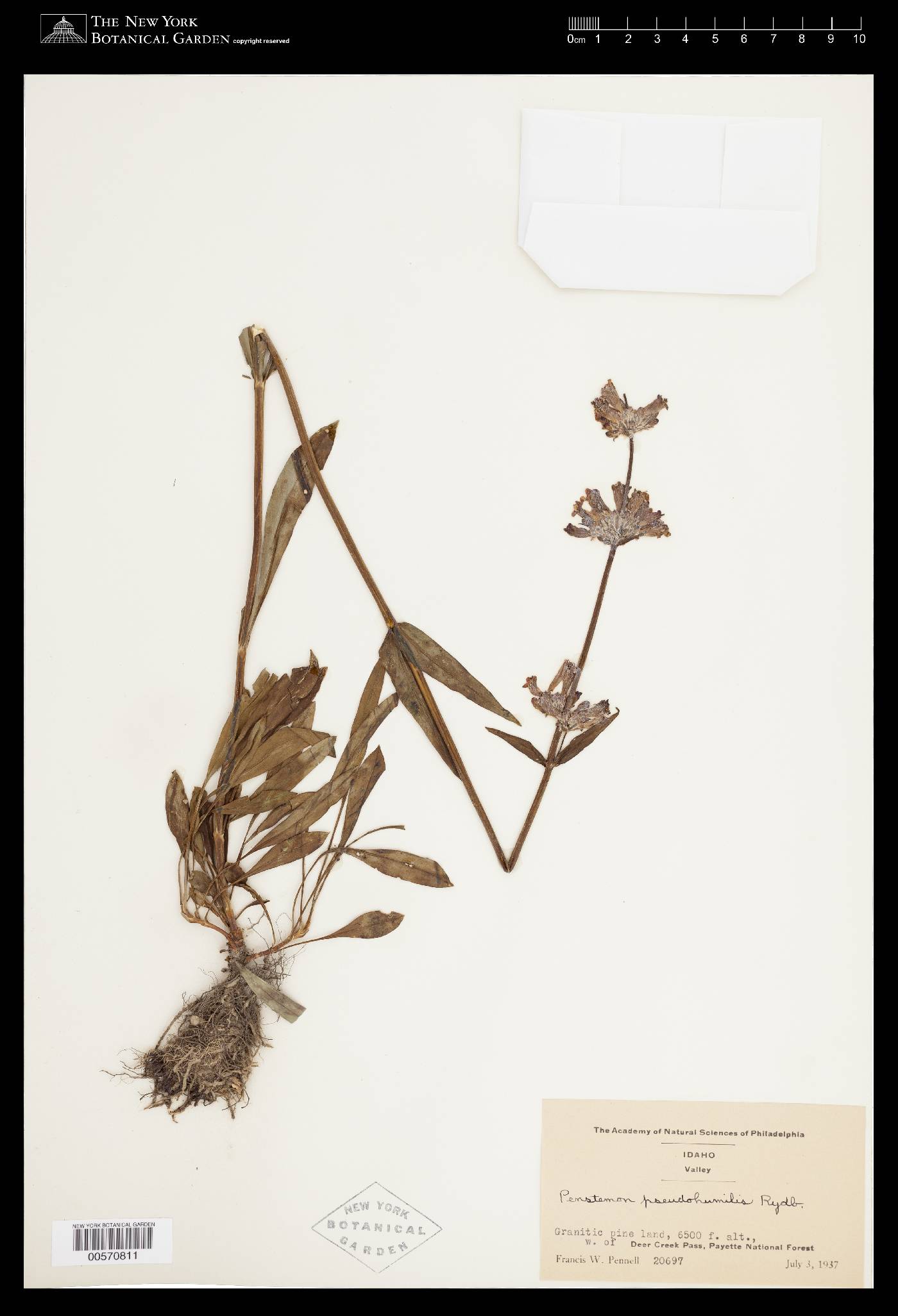 Penstemon attenuatus var. militaris image
