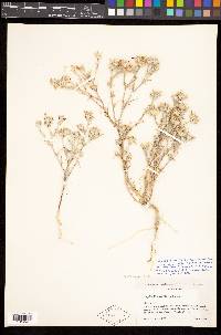 Eriastrum wilcoxii image