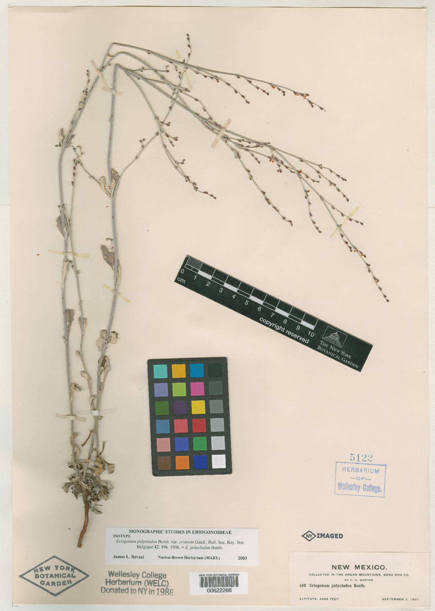 Eriogonum polycladon var. crispum image
