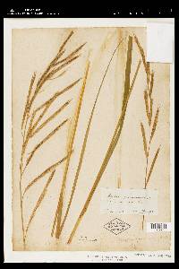 Spartina cynosuroides image