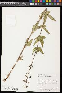 Scrophularia lanceolata image